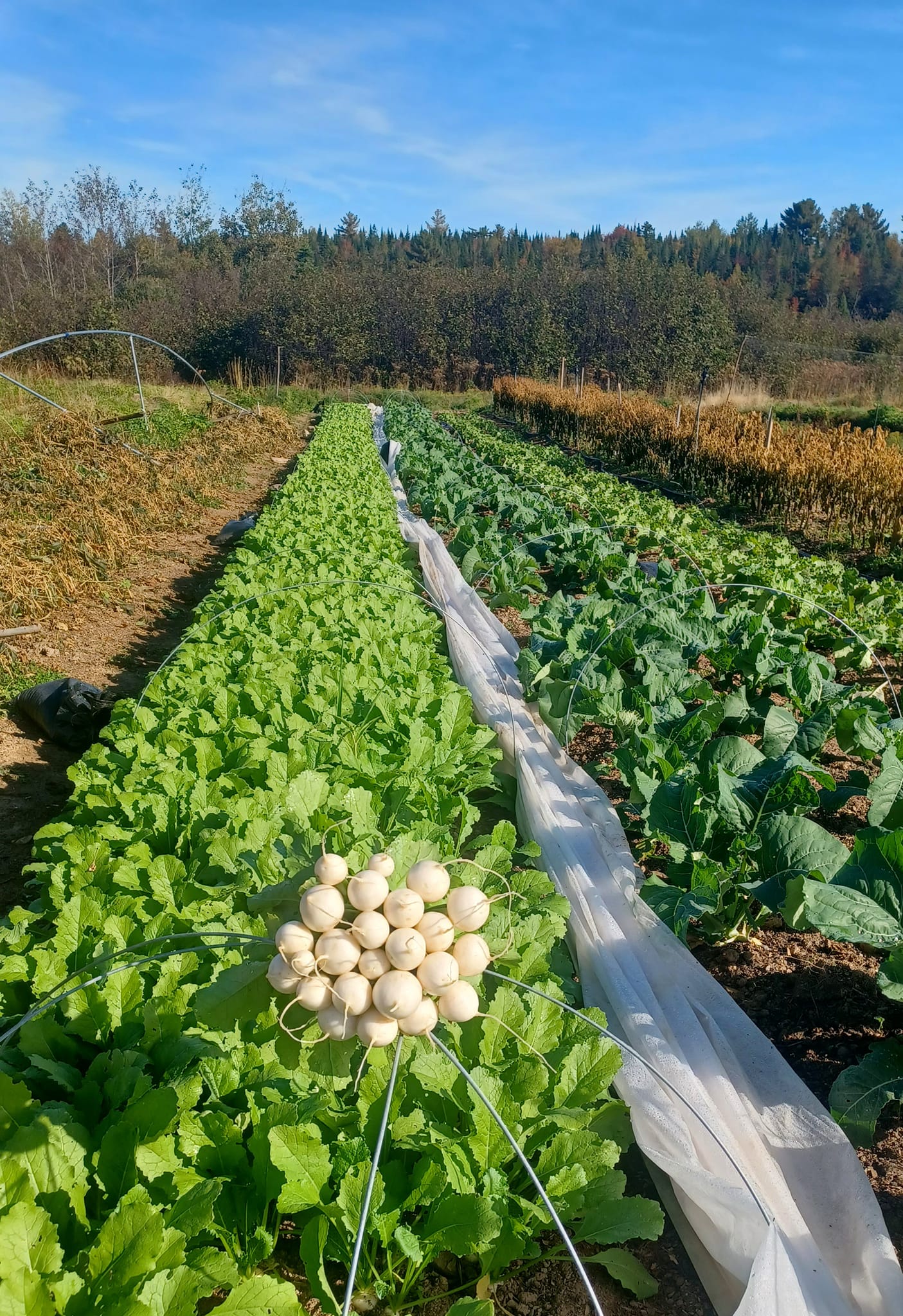 A seasonal garden filled with fresh greens of various types.